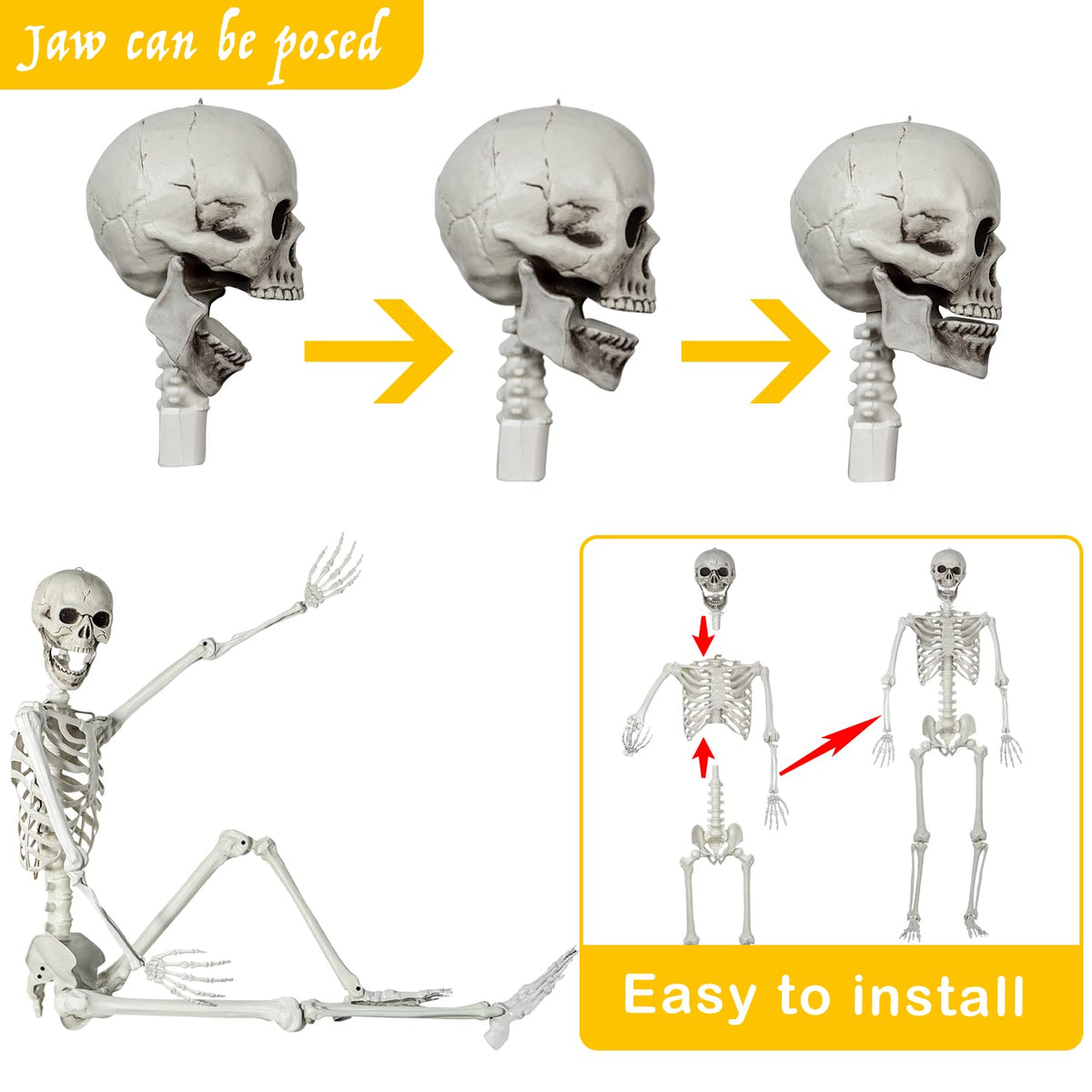 Life Size Skeleton with Posable Joints A2616