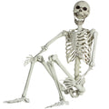 Life Size Skeleton with Posable Joints A2616