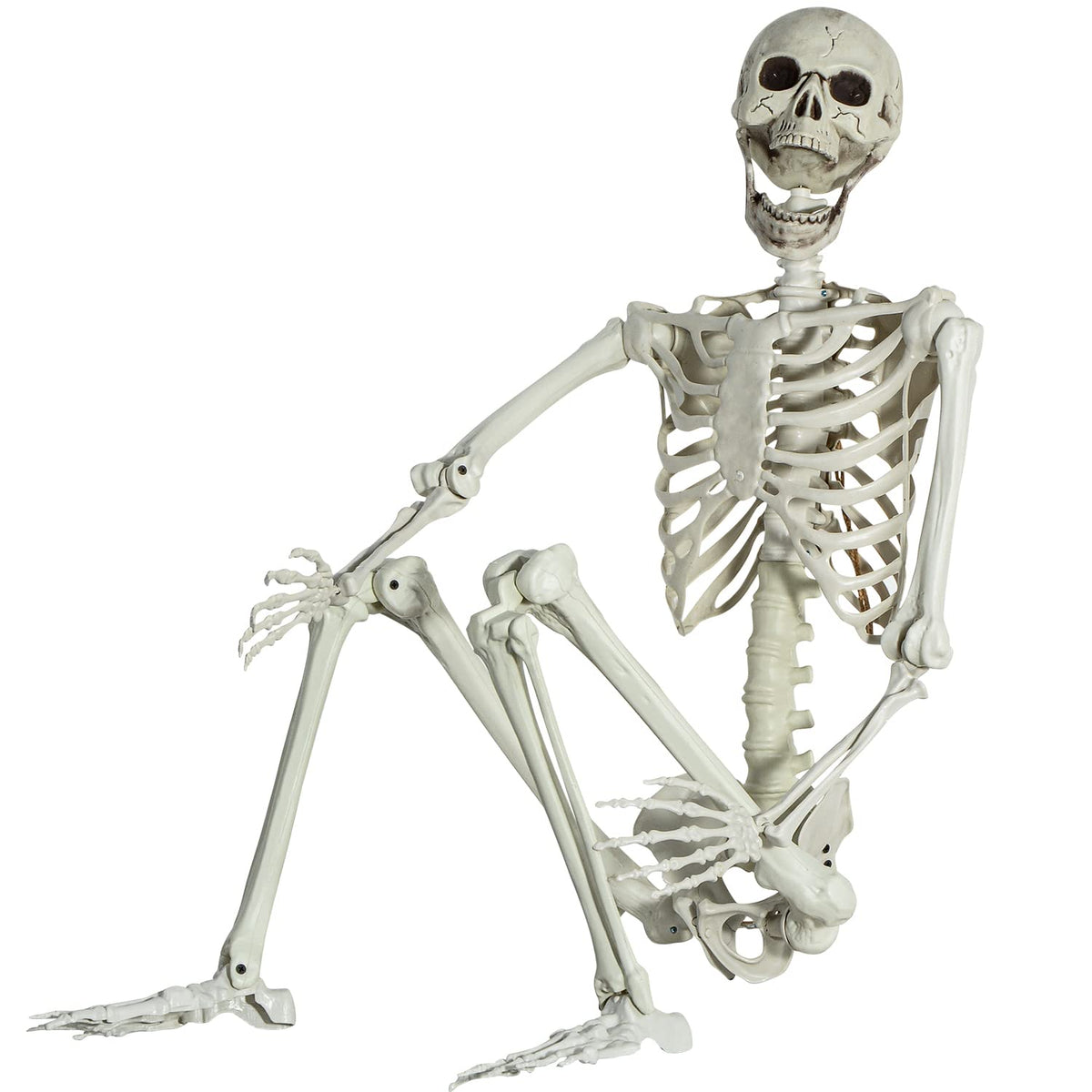 Life Size Skeleton with Posable Joints A2616