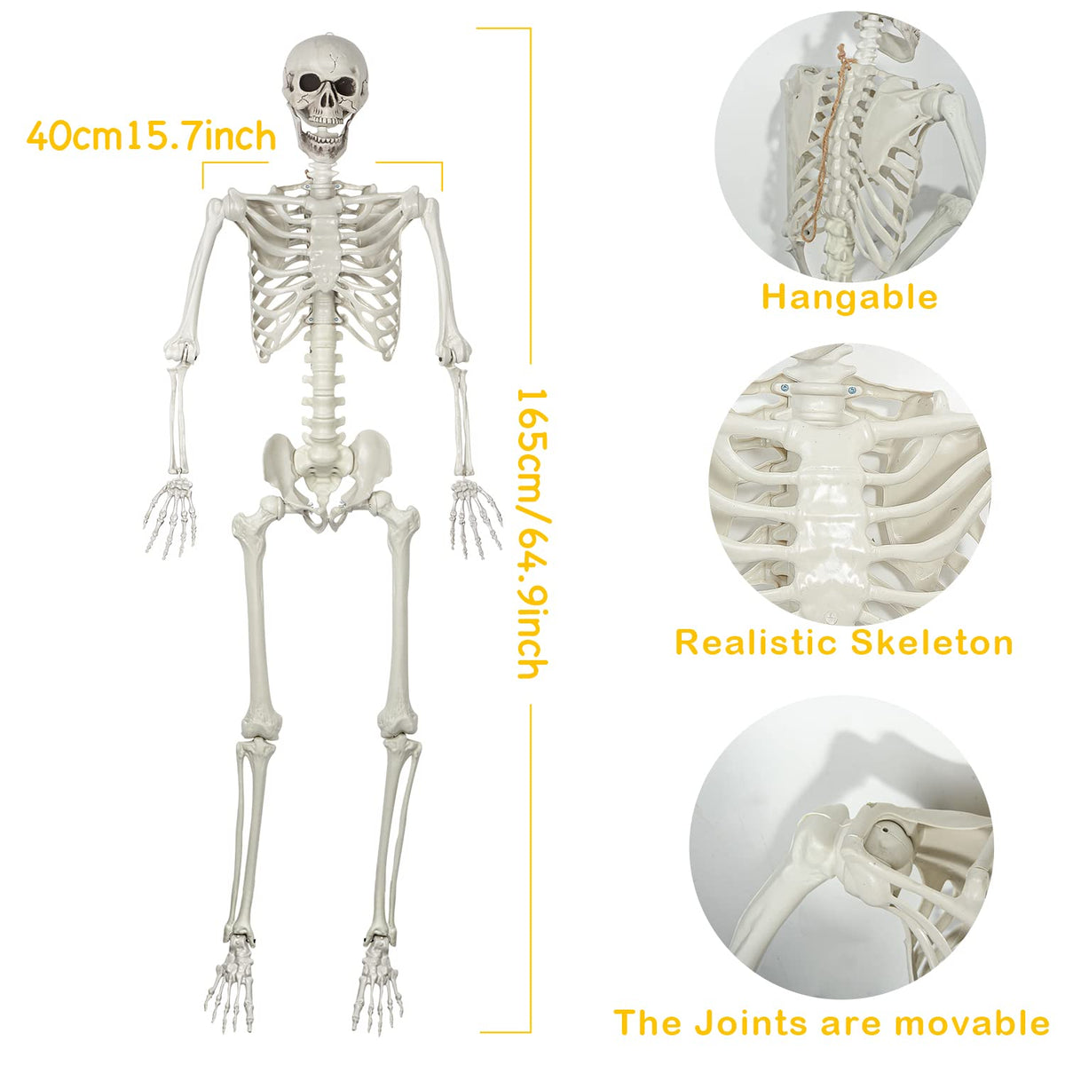 Life Size Skeleton with Posable Joints A2616