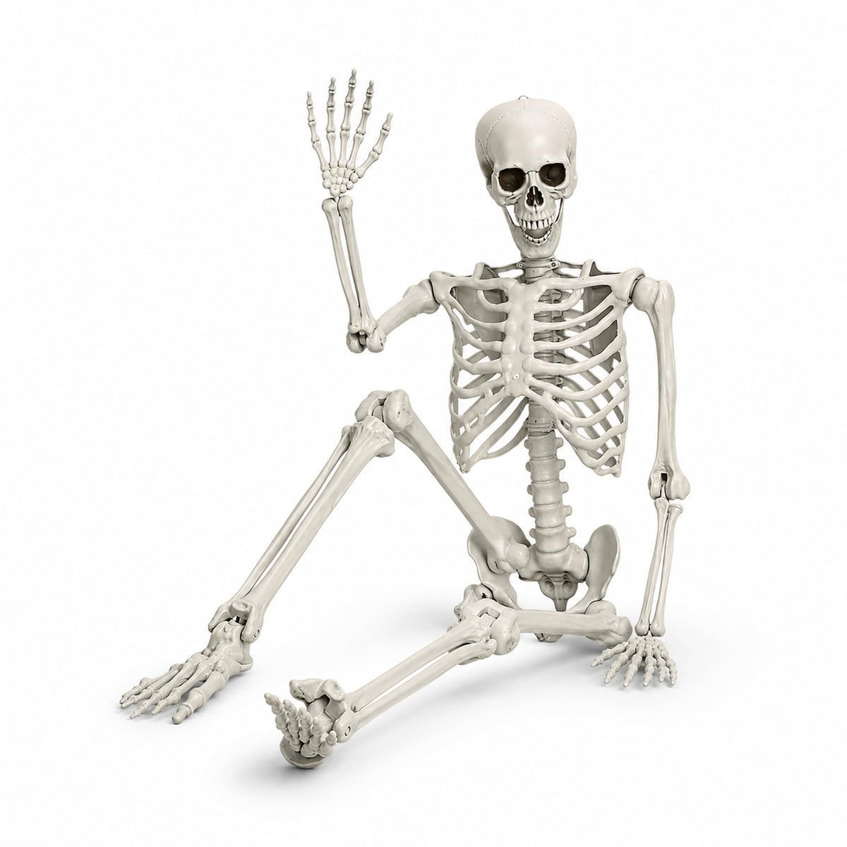 Life Size Poseable Skeleton with Movable Joints U309888