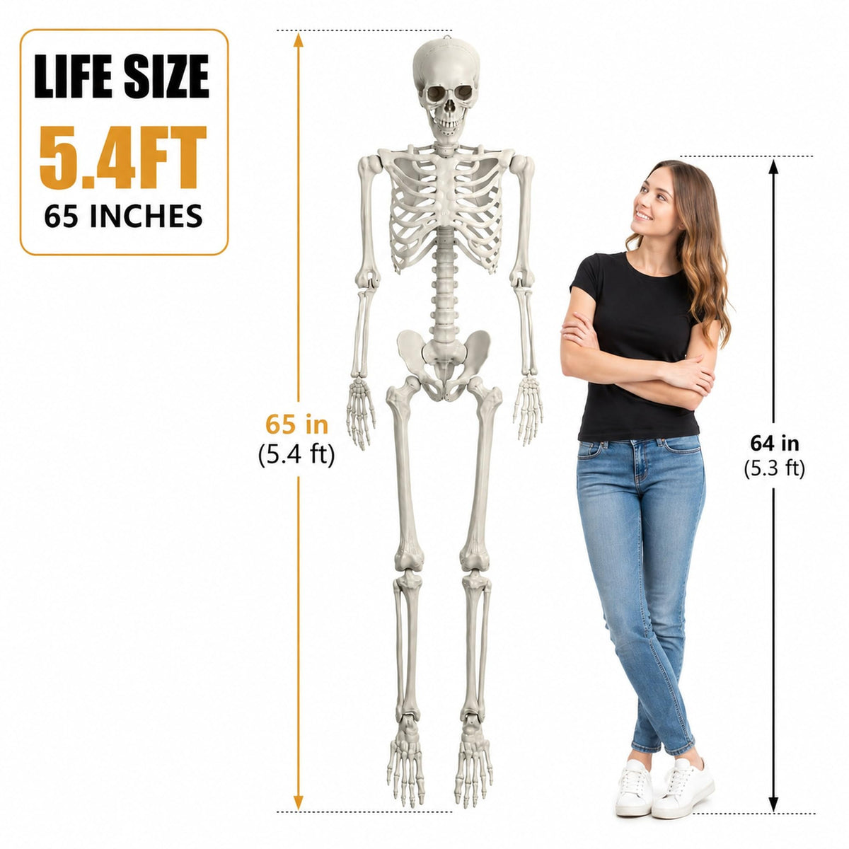 Life Size Poseable Skeleton with Movable Joints U309888