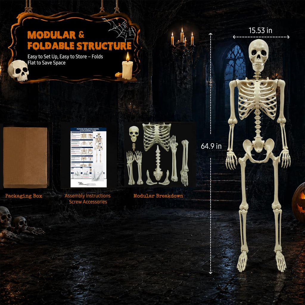 Life Size Skeleton M7516