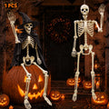 Life Size Skeleton M7516