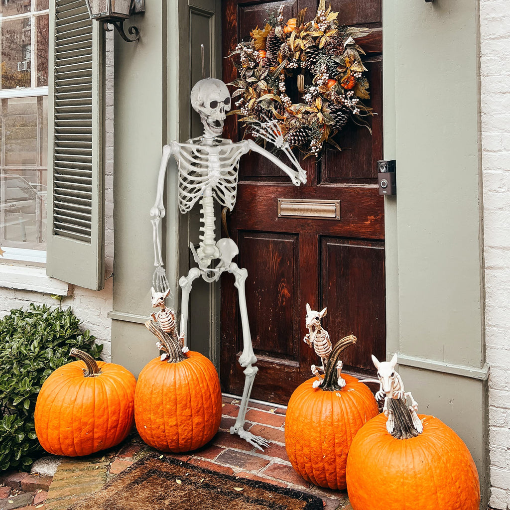 Life Size Skeleton with Posable Joints A2616